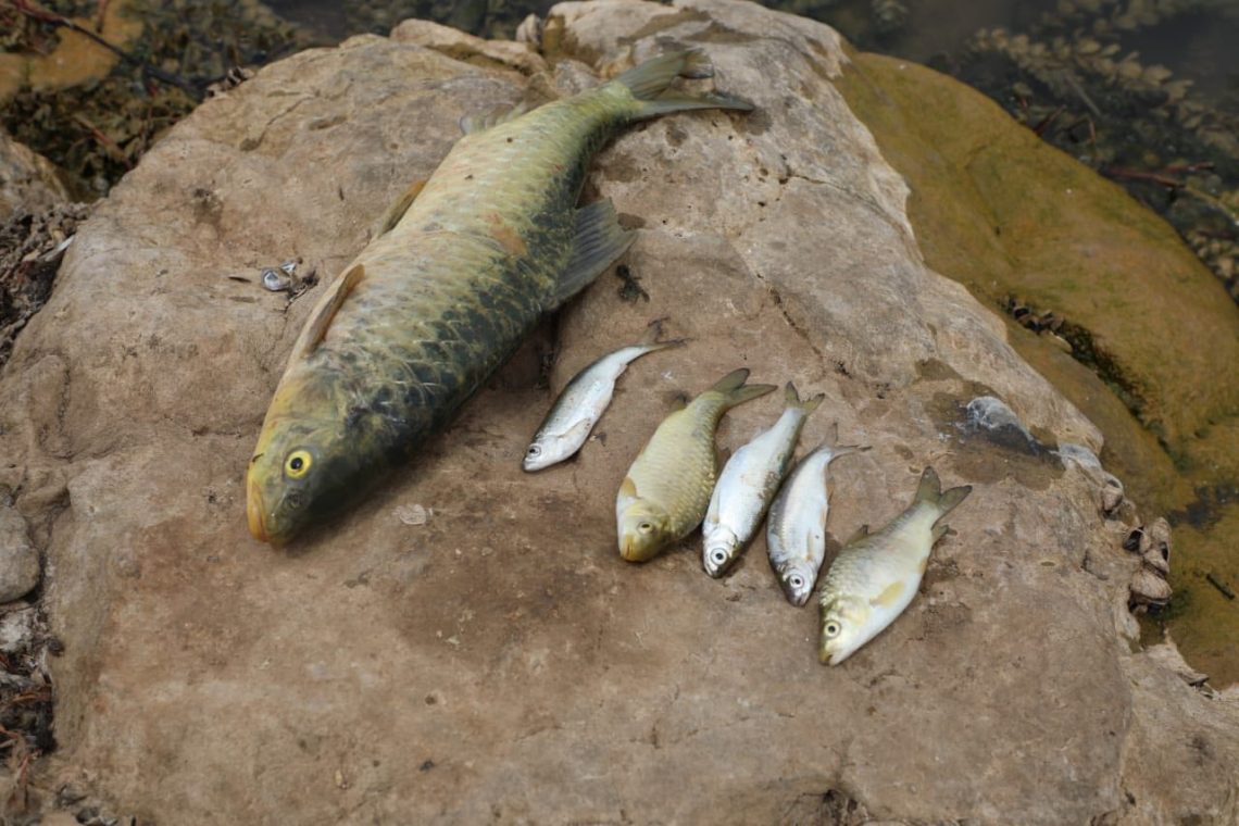 بيان توضيحي من لجنة الكوبراتيفات بشأن شائعات انتشار وباء بكتيري في سد مزكفت