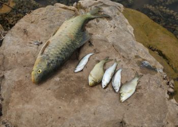 بيان توضيحي من لجنة الكوبراتيفات بشأن شائعات انتشار وباء بكتيري في سد مزكفت