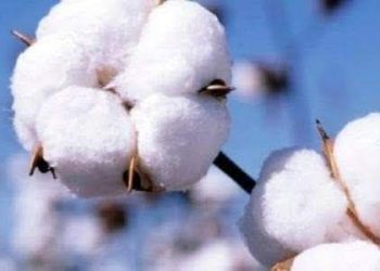 رغم التحديات.. استمرار دعم موسم القطن والمزارعون يطالبون بتنظيم أفضل