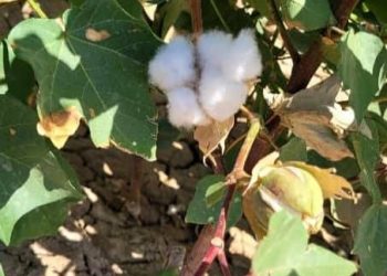 جولات لوقاية النبات ترصد حالة القطن في مقاطعة الجزيرة وتؤكد سلامته