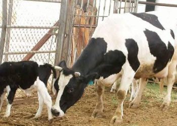 تقرير حول شائعات انتشار مرض بين الأبقار في قامشلو