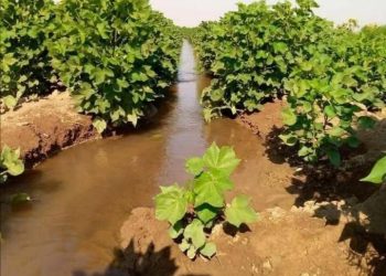 اللجنة الزراعية في الجزيرة تبدأ توزيع الدفعتين السادسة والسابعة من المازوت لري القطن