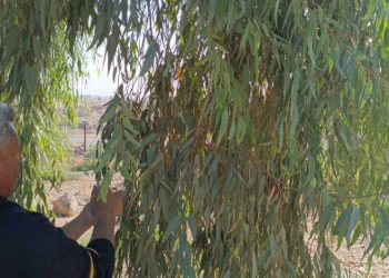 لتعزيز الغطاء النباتي .. إطلاق موسم جمع بذور الأشجار في الجزيرة