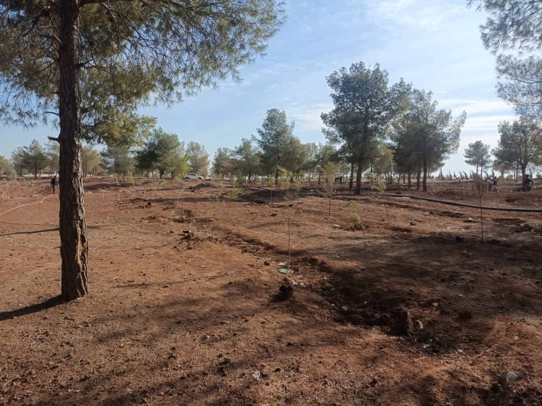 حملة تشجير واسعة في مقاطعة الجزيرة لإحياء المحميات الطبيعية