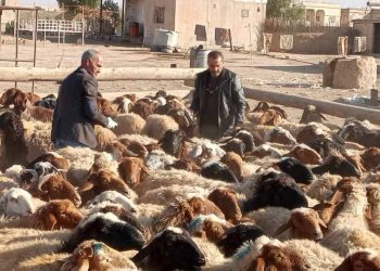 إحصاء الثروة الحيوانية في مقاطعة الجزيره..32 لجنة ميدانية تعمل على مدار اليوم