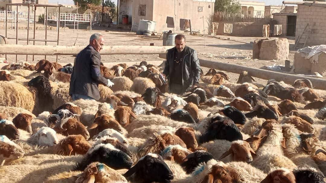 إحصاء الثروة الحيوانية في مقاطعة الجزيره..32 لجنة ميدانية تعمل على مدار اليوم