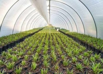 بعض النصائح الإرشادية من مكتب الشؤون الإرشادية في لجنة الزراعة والثروة الحيوانية خلال شهر كانون الاول