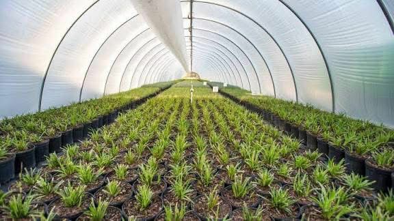 بعض النصائح الإرشادية من مكتب الشؤون الإرشادية في لجنة الزراعة والثروة الحيوانية خلال شهر كانون الاول