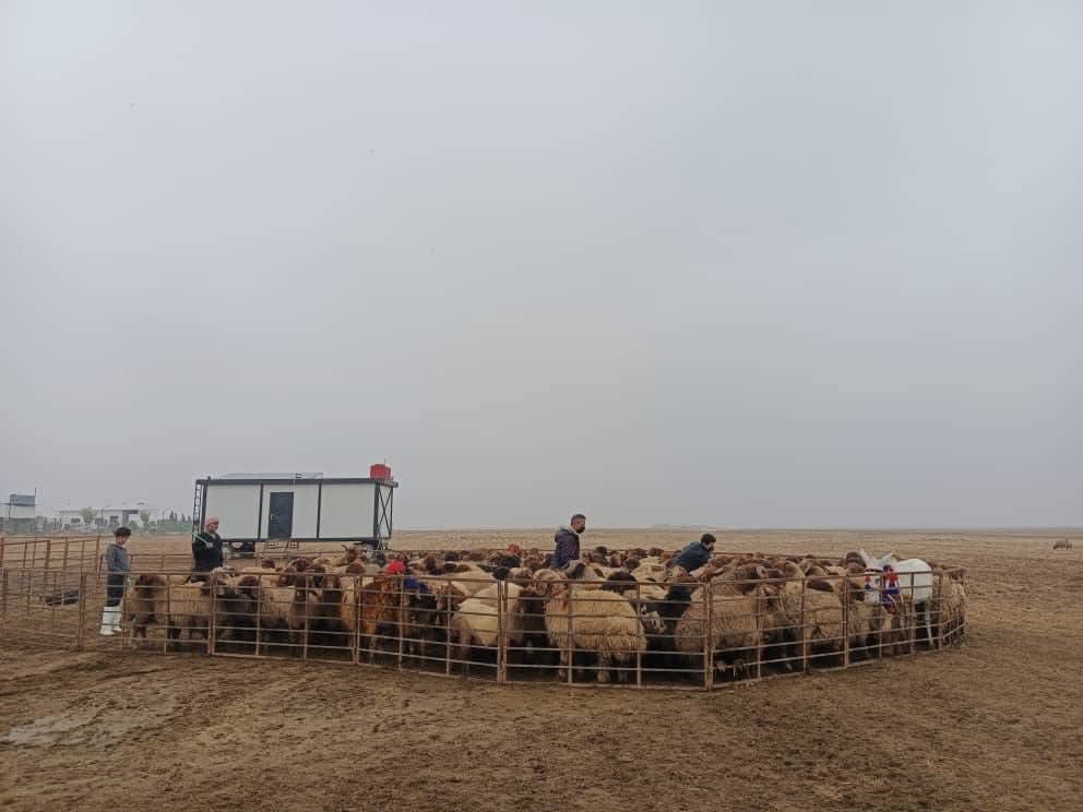 استمرار أعمال الإحصاء بمقاطعة الجزيرة رغم الظروف الجوية