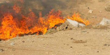 نفوق جماعي لعجول الأبقار .. مكتب الصحة يحقق في الوضع