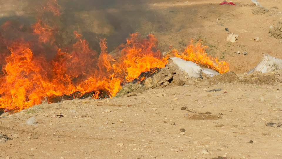 نفوق جماعي لعجول الأبقار .. مكتب الصحة يحقق في الوضع