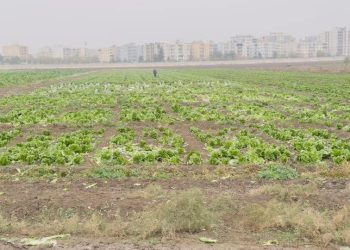 بلدية قامشلو تعزز جهودها لحماية الصحة العامة