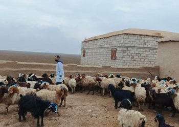 الإعلان عن بدء توزيع الأعلاف لمربي الثروة الحيوانية وفق الإحصاء الجديد 2025–2026 في مقاطعة الجزيرة