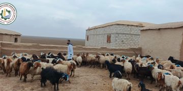 الإعلان عن بدء توزيع الأعلاف لمربي الثروة الحيوانية وفق الإحصاء الجديد 2025–2026 في مقاطعة الجزيرة